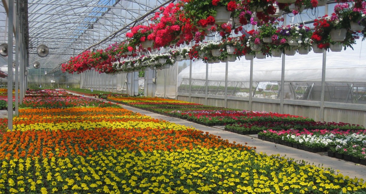 Production de fleurs pour vos jardins